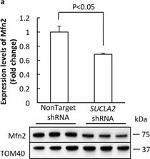 Mouse IgG (H+L) Secondary Antibody in Western Blot (WB)