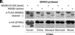 Rabbit IgG (H+L) Secondary Antibody in Western Blot (WB)