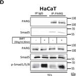 Rabbit IgG (H+L) Secondary Antibody in Western Blot (WB)