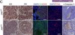 Rabbit IgG (H+L) Highly Cross-Adsorbed Secondary Antibody in Immunohistochemistry (IHC)