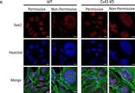 Rabbit IgG (H+L) Highly Cross-Adsorbed Secondary Antibody in Immunocytochemistry (ICC/IF)