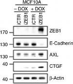 Goat IgG (H+L) Secondary Antibody in Western Blot (WB)