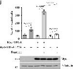 Rabbit IgG (H+L) Cross-Adsorbed Secondary Antibody in Western Blot (WB)