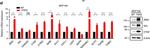 Goat IgG (H+L) Secondary Antibody in Western Blot (WB)