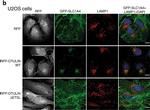 Mouse IgG (H+L) Cross-Adsorbed Secondary Antibody in Immunocytochemistry (ICC/IF)