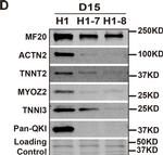 Mouse IgG (H+L) Cross-Adsorbed Secondary Antibody in Western Blot (WB)