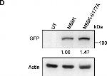 Rat IgG (H+L) Secondary Antibody in Western Blot (WB)