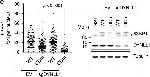 Rabbit IgG (H+L) Secondary Antibody in Western Blot (WB)