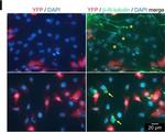 Rabbit IgG (H+L) Cross-Adsorbed Secondary Antibody in Immunocytochemistry (ICC/IF)