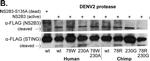 Rabbit IgG (H+L) Secondary Antibody in Western Blot (WB)