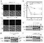 Carboxypeptidase Y Antibody in Western Blot (WB)