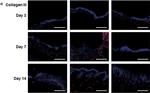 Rat IgG (H+L) Cross-Adsorbed Secondary Antibody in Immunohistochemistry (IHC)