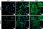 Mouse IgG (H+L) Highly Cross-Adsorbed Secondary Antibody in Immunocytochemistry (ICC/IF)