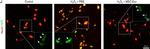 Mouse IgG (H+L) Highly Cross-Adsorbed Secondary Antibody in Immunohistochemistry (IHC)