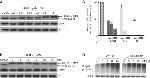 PSMB5 Antibody in Western Blot (WB)