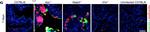 Rabbit IgG (H+L) Cross-Adsorbed Secondary Antibody in Immunohistochemistry (Frozen) (IHC (F))