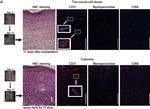 Rat IgG (H+L) Cross-Adsorbed Secondary Antibody in Immunohistochemistry (IHC)