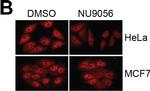 Goat IgG (H+L) Cross-Adsorbed Secondary Antibody in Immunocytochemistry (ICC/IF)