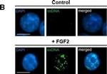 Rat IgG (H+L) Cross-Adsorbed Secondary Antibody in Immunocytochemistry (ICC/IF)