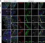 Rabbit IgG (H+L) Highly Cross-Adsorbed Secondary Antibody in Immunohistochemistry (PFA fixed) (IHC (PFA))