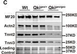 Mouse IgG (H+L) Cross-Adsorbed Secondary Antibody in Western Blot (WB)