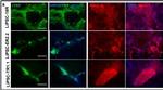 Mouse IgG (H+L) Cross-Adsorbed Secondary Antibody in Immunocytochemistry (ICC/IF)