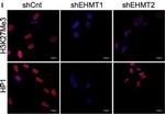 Rabbit IgG (H+L) Cross-Adsorbed Secondary Antibody in Immunocytochemistry (ICC/IF)