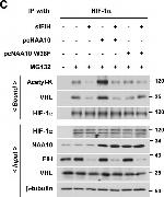 Rabbit IgG (H+L) Cross-Adsorbed Secondary Antibody in Western Blot (WB)