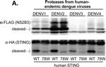 Rabbit IgG (H+L) Secondary Antibody in Western Blot (WB)