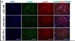 Rabbit IgG (H+L) Cross-Adsorbed Secondary Antibody in Immunocytochemistry (ICC/IF)