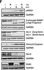 Rabbit IgG (H+L) Secondary Antibody in Western Blot (WB)