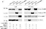 Mouse IgG (H+L) Cross-Adsorbed Secondary Antibody in Western Blot (WB)