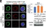 Rabbit IgG (H+L) Highly Cross-Adsorbed Secondary Antibody in Immunocytochemistry (ICC/IF)