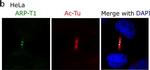 Mouse IgG (H+L) Cross-Adsorbed Secondary Antibody in Immunocytochemistry (ICC/IF)