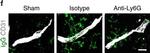 Goat IgG (H+L) Cross-Adsorbed Secondary Antibody in Immunohistochemistry (Frozen) (IHC (F))