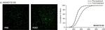 Mouse IgG (H+L) Highly Cross-Adsorbed Secondary Antibody in Immunohistochemistry (Frozen) (IHC (F))