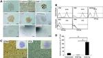 Cytokeratin 8 Antibody in Immunocytochemistry (ICC/IF)