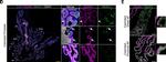 Goat IgG (H+L) Cross-Adsorbed Secondary Antibody in Immunohistochemistry (Paraffin) (IHC (P))