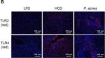 Rabbit IgG (H+L) Highly Cross-Adsorbed Secondary Antibody in Immunohistochemistry (IHC)