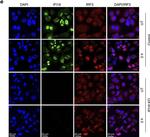 Goat IgG (H+L) Cross-Adsorbed Secondary Antibody in Immunocytochemistry (ICC/IF)