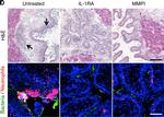 Rabbit IgG (H+L) Cross-Adsorbed Secondary Antibody in Immunohistochemistry (Frozen) (IHC (F))