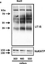 Rabbit IgG (H+L) Secondary Antibody in Western Blot (WB)