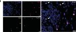 Mouse IgG (H+L) Highly Cross-Adsorbed Secondary Antibody in Immunocytochemistry (ICC/IF)