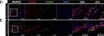 Rat IgG (H+L) Cross-Adsorbed Secondary Antibody in Immunohistochemistry (IHC)