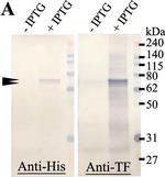 Mouse IgG (H+L) Secondary Antibody in Western Blot (WB)