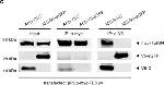 Mouse IgG (H+L) Cross-Adsorbed Secondary Antibody in Western Blot (WB)