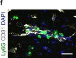 Goat IgG (H+L) Cross-Adsorbed Secondary Antibody in Immunohistochemistry (Frozen) (IHC (F))