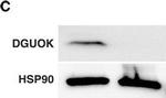 Rabbit IgG (H+L) Secondary Antibody in Western Blot (WB)