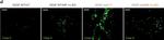 Rabbit IgG (H+L) Cross-Adsorbed Secondary Antibody in Immunohistochemistry (Paraffin) (IHC (P))