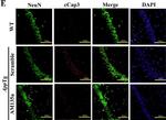 Rabbit IgG (H+L) Cross-Adsorbed Secondary Antibody in Immunohistochemistry (Frozen) (IHC (F))